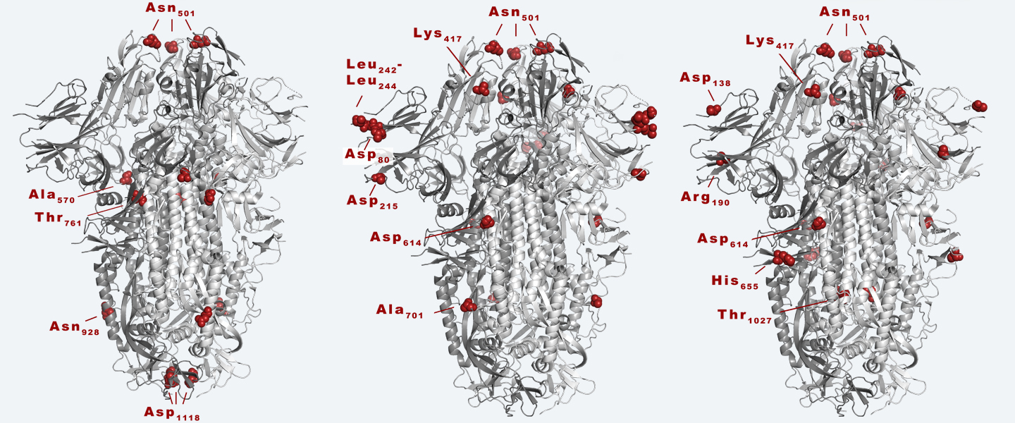 Das Spike-Protein (grau) ermöglicht SARS-CoV-2, sich an die menschliche Zelle zu binden. Die Abbildung zeigt die Positionen der durch Mutationen veränderten Aminosäuren in der UK-Variante (B.1.1.7; links), der Südafrika-Variante (B.1.351; Mitte) und der Brasilien-Variante (B.1.248; rechts). Copyright: Krey