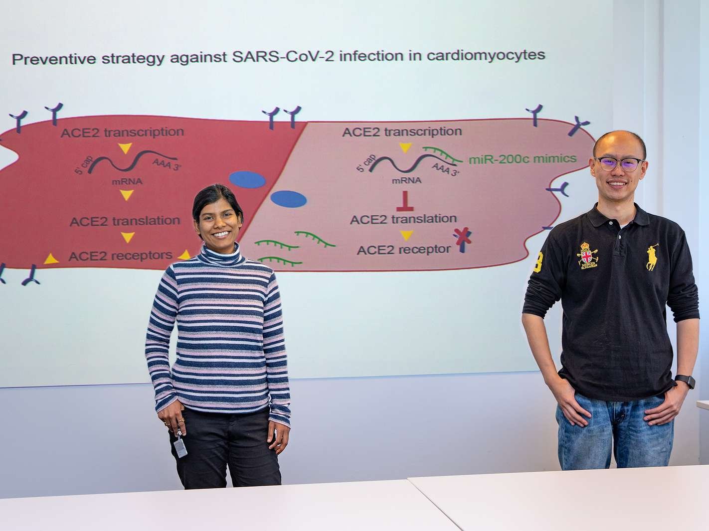 Shambhabi Chatterjee, PhD, (left) and Dongchao Lu in front of the schematic illustration of the blockage of the pathway for the coronavirus to enter the heart muscle. Copyright: Karin Kaiser/MHH
